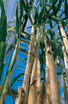 sugarcane