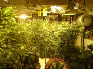 the-garden-at-the-cannibis